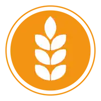 Gluten